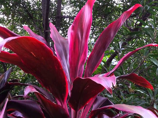 Cordyline 'Rubra' 8" Pot