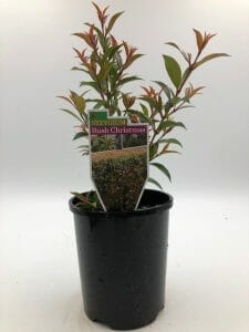 Syzygium 'Bush Christmas' Lilly Pilly 6" Pot - Image 4