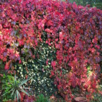 A Parthenocissus 'Virginia Creeper' 6" Pot-covered wall in a garden.