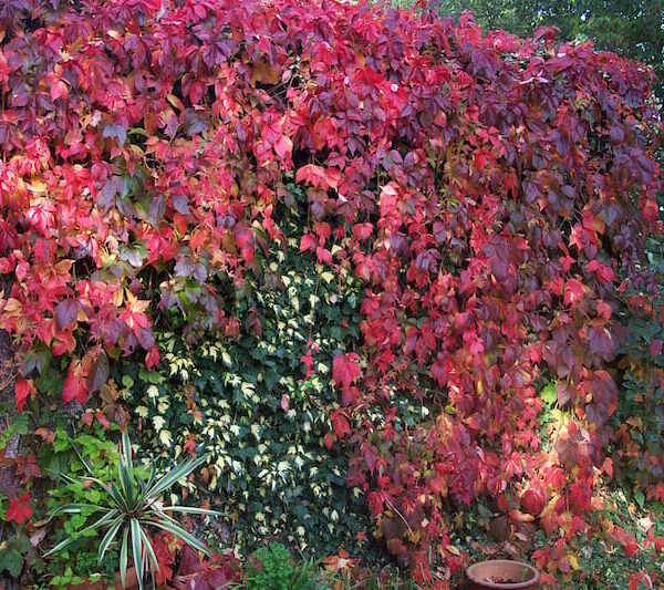 A Parthenocissus 'Virginia Creeper' 6" Pot-covered wall in a garden.