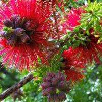 Callistemon 'Red Devil'