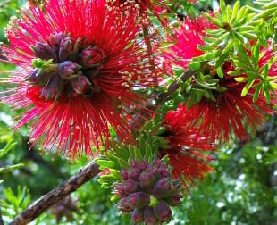 Callistemon 'Red Devil'