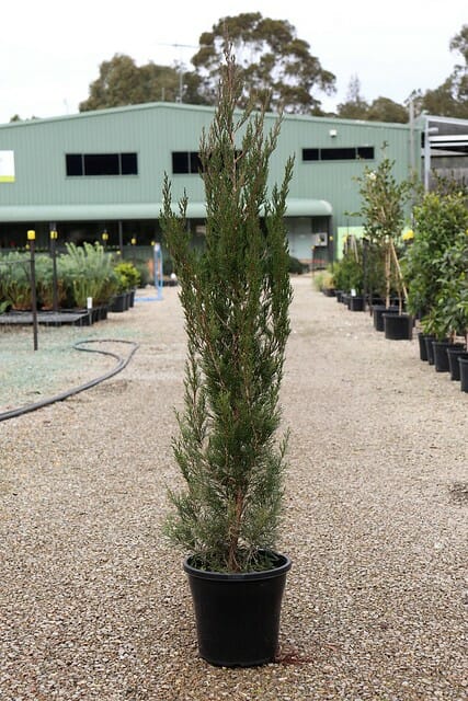 Young Juniperus 'Spartan' Conifer 10" Pot tree at a nursery.