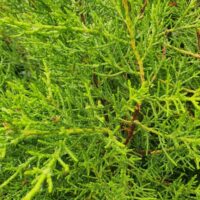 Close-up of vibrant green, dense branches of Cupressus macrocarpa 'Monterey Cypress' with small, needle-like leaves.