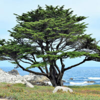 Monterey Cypress