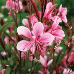 Pink Gaura
