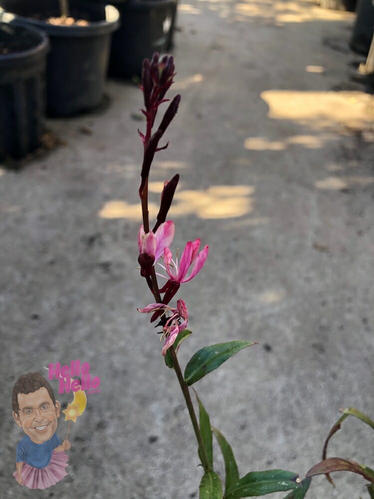 Pink Gaura Butterfly Bush 6" Pot @ Hello Hello Plants