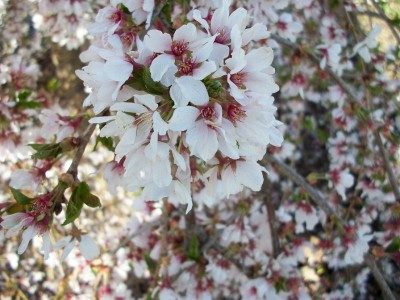 4ft Weeping Cherry Snow Fountain