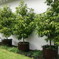 Four Michelia alba 'White Jade Orchid Tree' 12" Pot are arranged in a row along a white exterior wall, each thriving with lush green ground cover below.