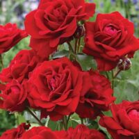 A group of Rose 'Lili Marlene' Bush Form in bush form.