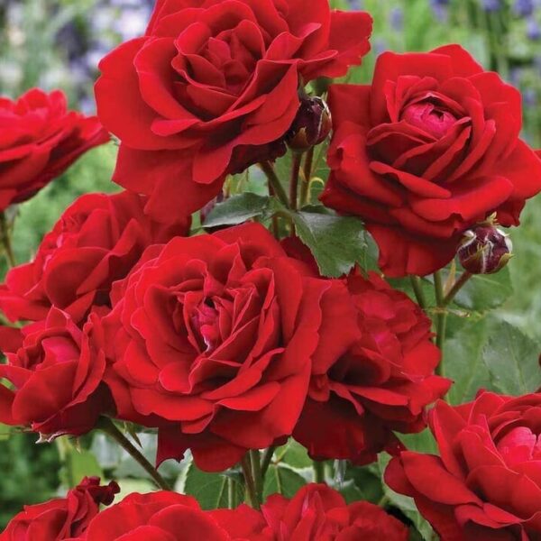 A group of Rose 'Lili Marlene' Bush Form in bush form.