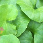 Native Violet