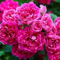 A cluster of vibrant pink roses, featuring the stunning Rose 'Excelsa' 6ft Weeper with its layered petals and green leaves in the background.