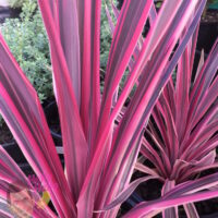 Cordyline Pink Passion 8" Pot