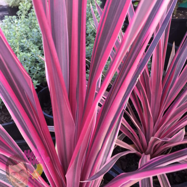 Cordyline Pink Passion 8" Pot