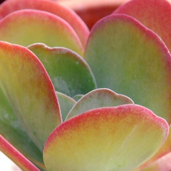 Close-up of a colorful Kalanchoe 'Flapjacks' succulent plant with thick green and red-tipped leaves.
