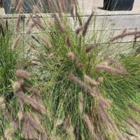 Pennisetum setaceum 'Green Fountain Grass'
