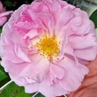 A close-up of Rose 'Marys Rose' in full bloom, pink with yellow stamens at the center, held by a hand with green leaves visible in the background.