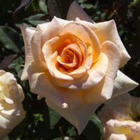 A close-up of a single pale peach bloom on the Rose 'Valencia' 2ft Standard, surrounded by green foliage with partially visible flowers in the background.