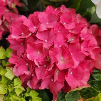 Hydrangea macrophylla Tea Time Red Ball