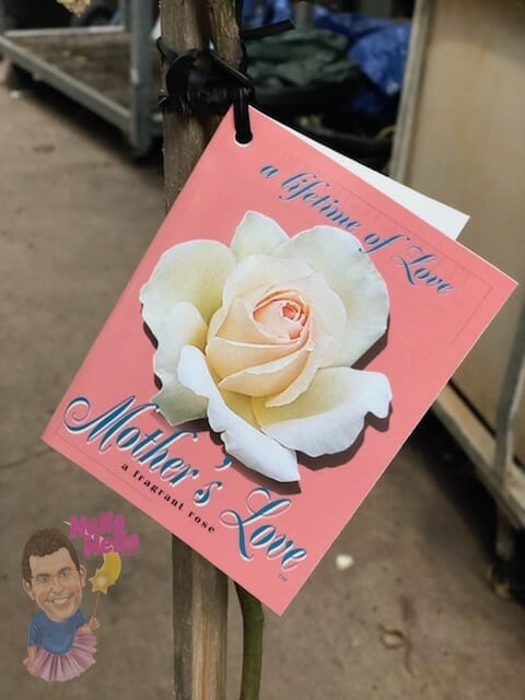 Mothers Love 3ft Standard @ Hello Hello Plants