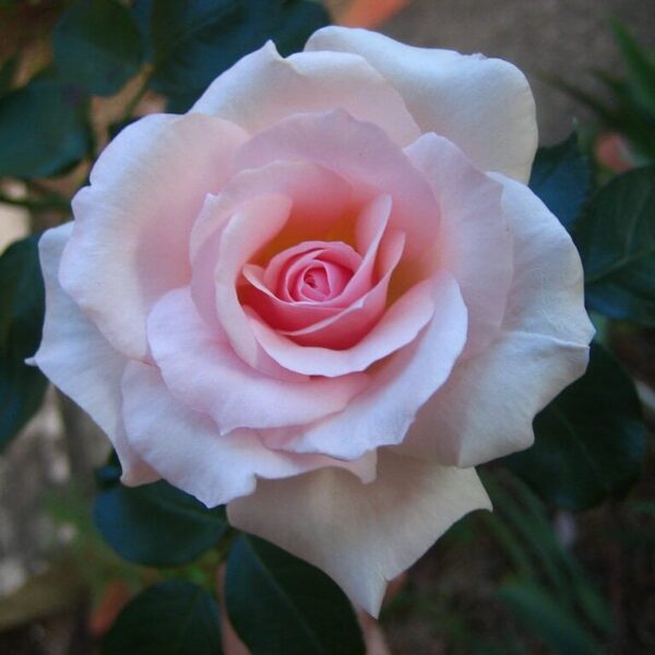 A delicate pink Rose 'Mothers Love' Bush Form in full bloom, surrounded by dark green leaves, against a soft-focus background.