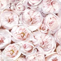 Rosa Blushing Pierre de Ronsard Climbing Rose with buff cupped roses that are light pink and creamy ivory coloured