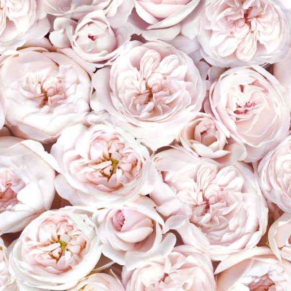 Rosa Blushing Pierre de Ronsard Climbing Rose with buff cupped roses that are light pink and creamy ivory coloured