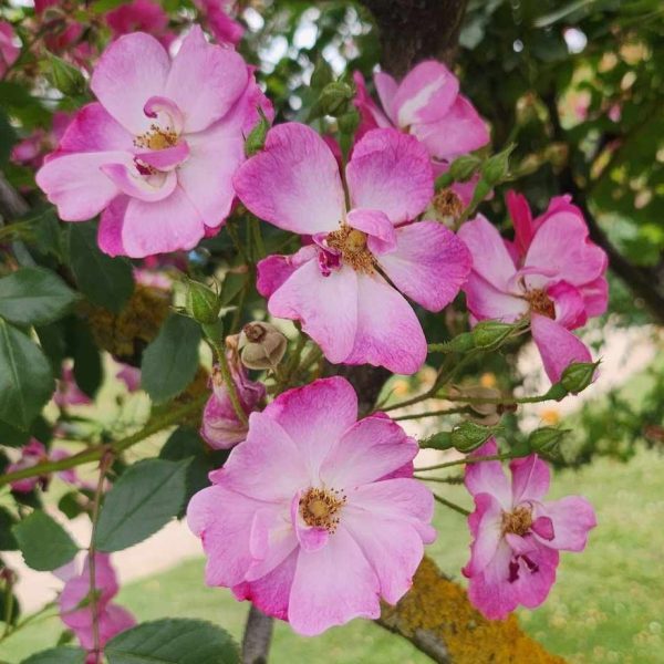 Lavender Dream Ground Cover Rose open petalled blooms light pink and purple with yellow centres