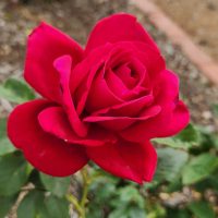 'The Australian Bicentennial' Rose bright red hybrid tea rose