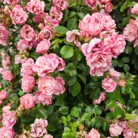 Rosa carpet rose appleblossom roses mass flowering pink ruffles carpet roses