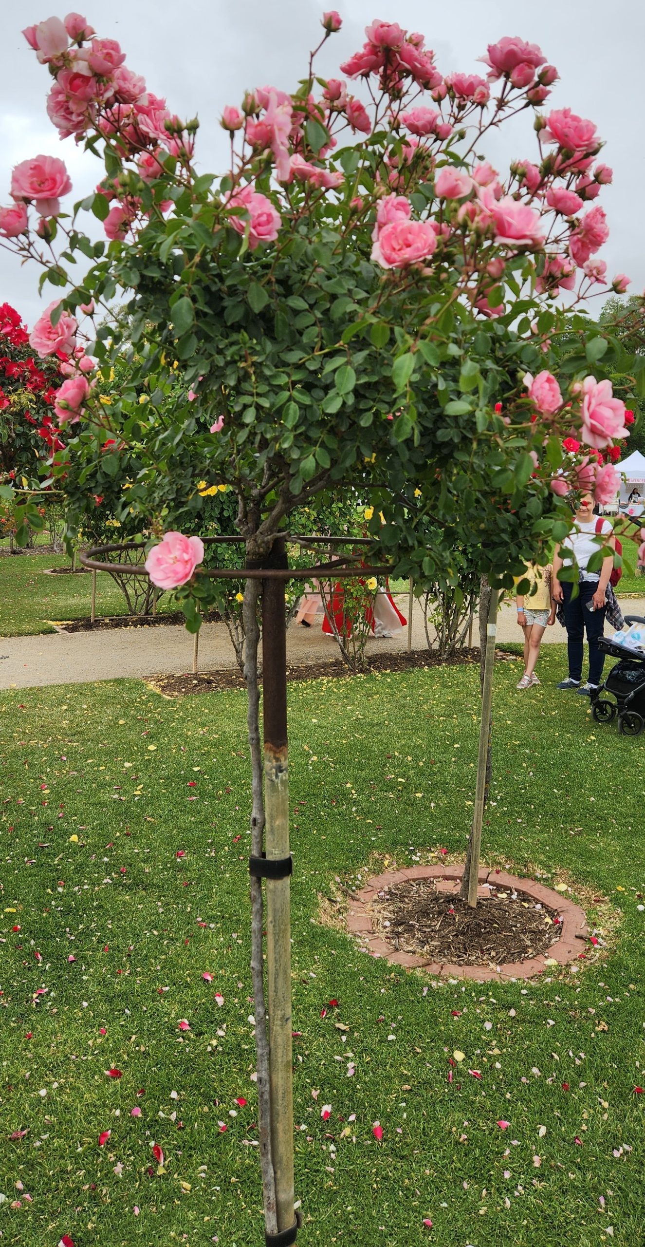 Rose 'Bonica' 2ft Standard - Image 5