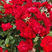 masses of red roses flowering rosa floribund la sevillana bright red petals