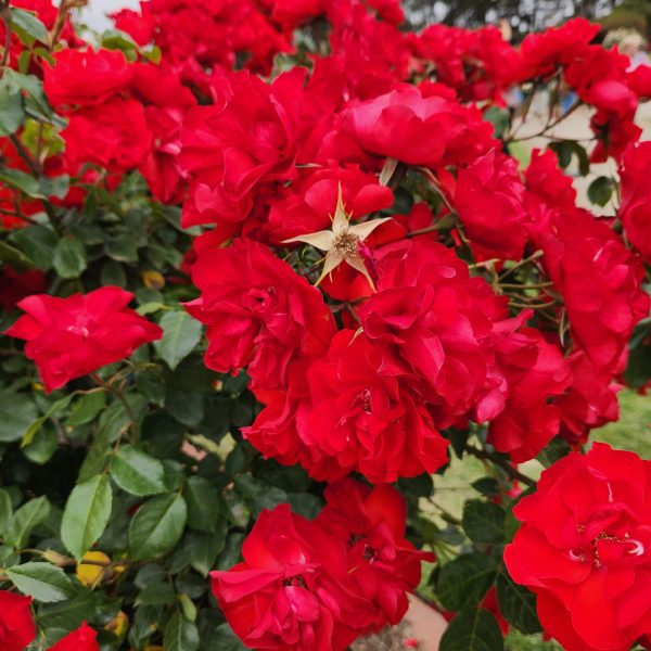 masses of red roses flowering rosa floribund la sevillana bright red petals