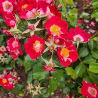 Rosa floribunda Light My Fire Red Roses with yellow centres