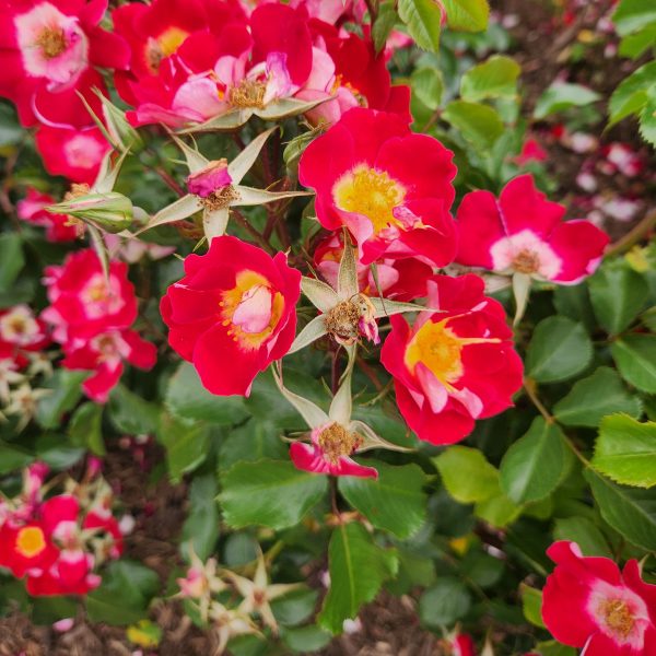 Rosa floribunda Light My Fire Red Roses with yellow centres
