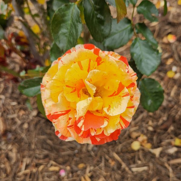 multicoloured orange and yellow rose flower floribunda rose oranges and lemons