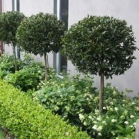 Three Ficus hillii 'Flash' (Standard 90cm) shrubs, planted in a row next to a building, are surrounded by small green plants and white flowers.