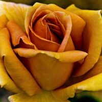 Yellow 'Vienna Charm' rose photograph - 'Vienna Charm' yellow rose fine art print.
