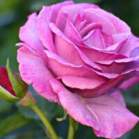 A Rose 'Vol De Nuit' Bush Form is blooming in a garden.