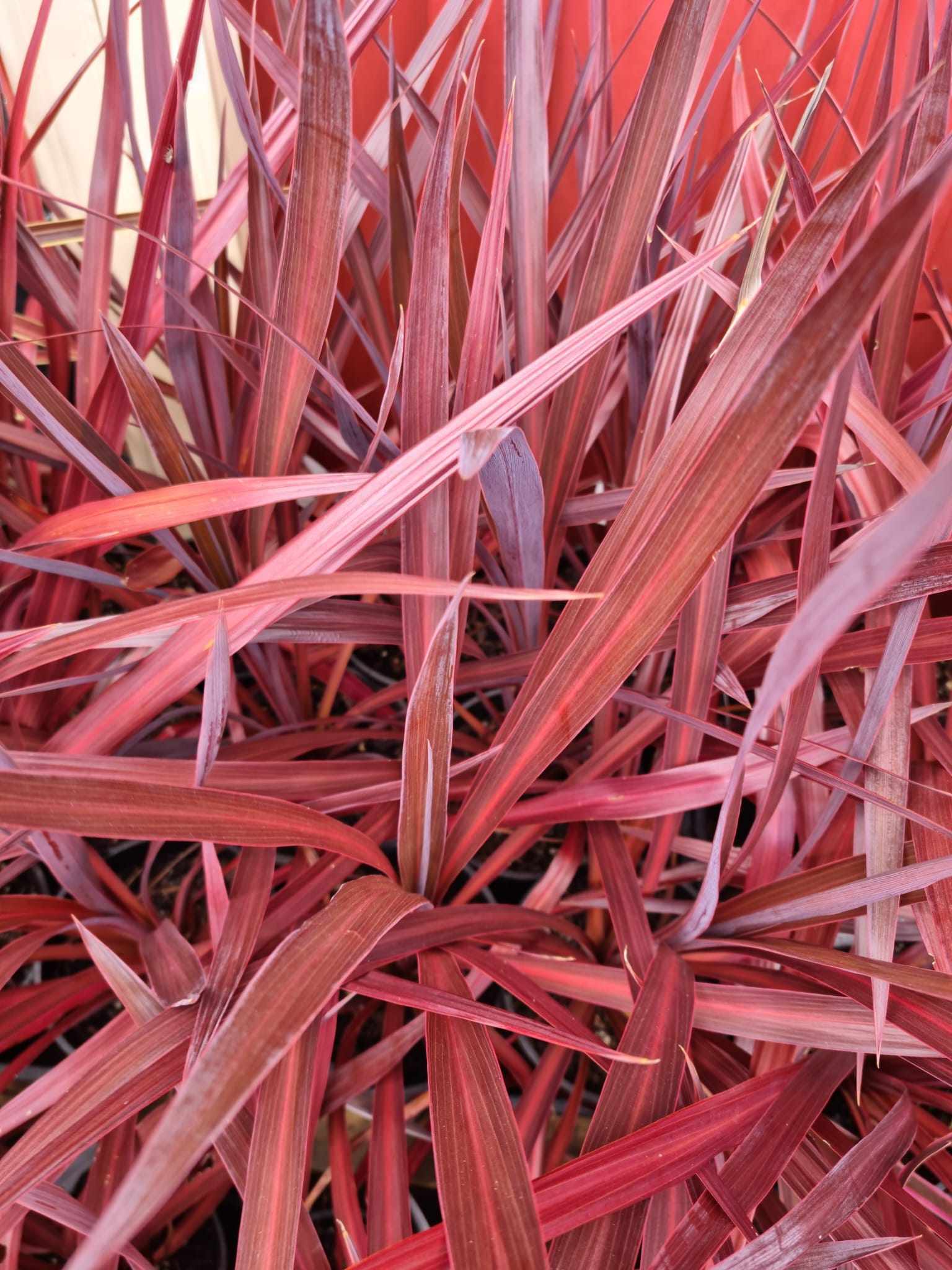 cordyline pocahontas foliage