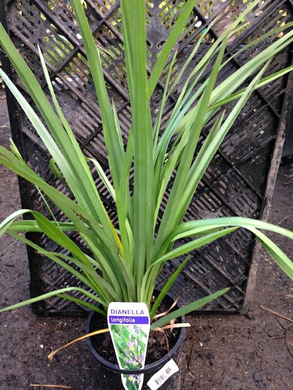 Dianella longifolia 'Flax Lily' 6" Pot - Image 3