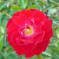 A Rose 'Mainau Feuer' 6ft Weeper with green leaves on it.