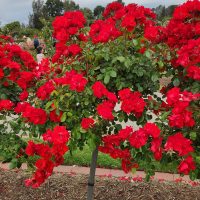 red roses flowering bright red 'La Marseillaise ®' Rose floribunda