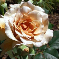 A Rose 'Julias' 2ft Standard is blooming in a garden.
