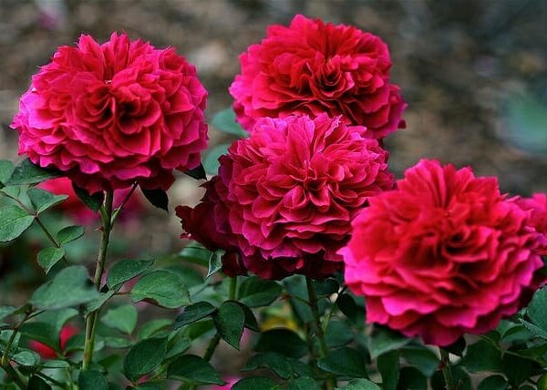 Rose 'Prospero'