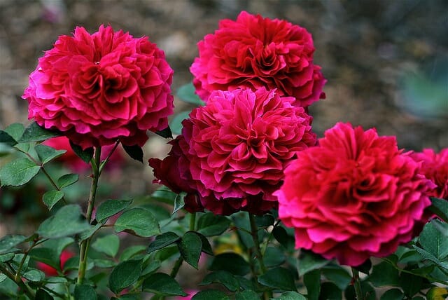 Rose 'Prospero'