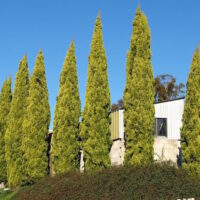 A row of Cupressus 'Swanes Gold' Conifer 10" Pot trees in front of a house.