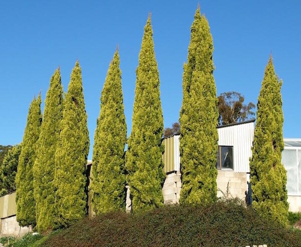 A row of Cupressus 'Swanes Gold' Conifer 10" Pot trees in front of a house.
