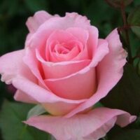 A Rose 'Tiffany' Bush Form, in bush form, is blooming in a garden.